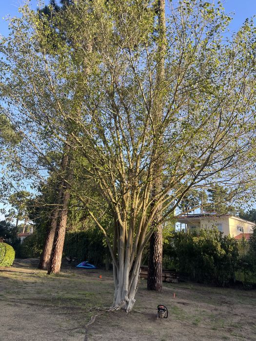 Corte de arvores podar