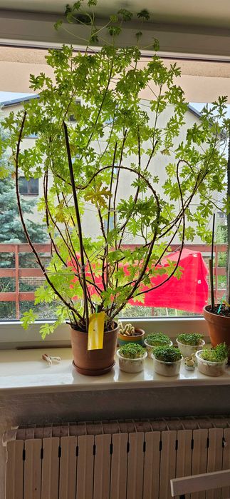 Geranium anginka - duże okazy