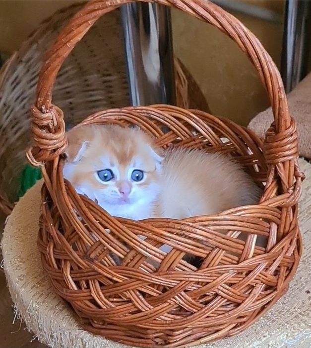 Шикарный мальчик и девочка золотая шиншилла