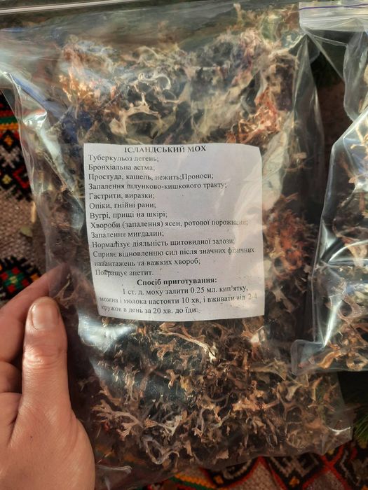 Ісландських мох з Карпат