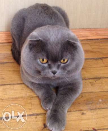 В'язка кішки    м. Умань