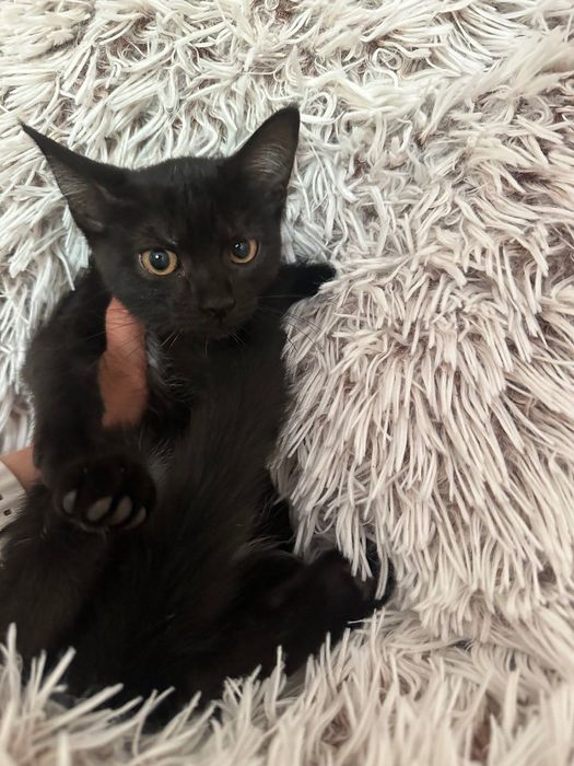 Котики: білий, чорно-білий, чорний