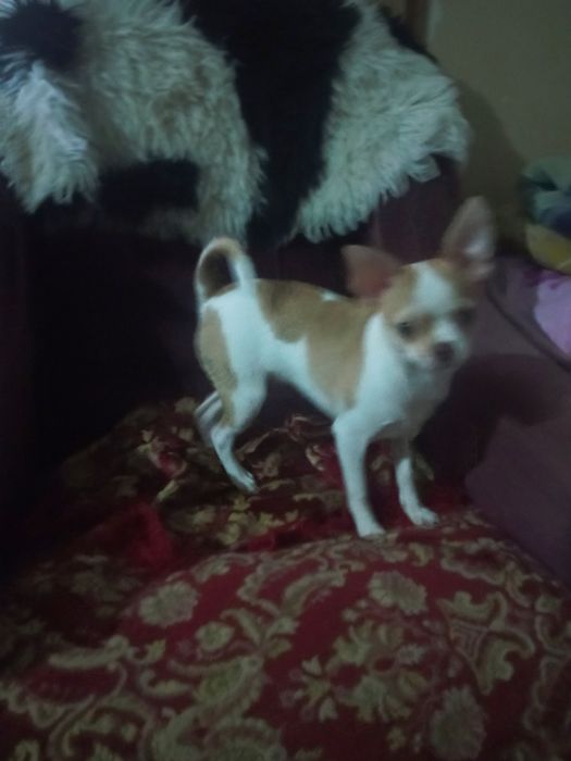 Питомник чихуахуа ,"Bright Star"