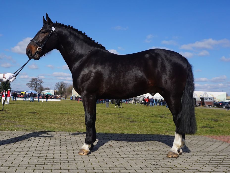 ogier śląski z licencją Dantes ŁL