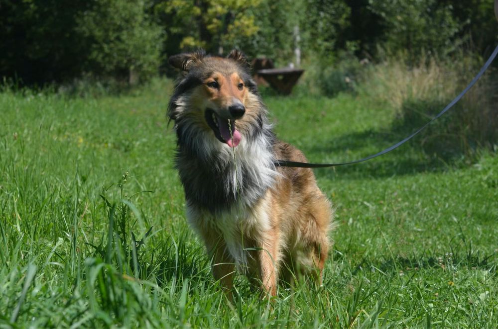 Archie- owczarek szkocki collie do adopcji