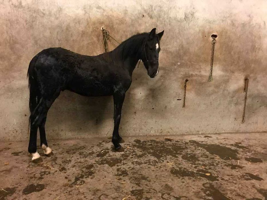 Pônei C Preto Macho