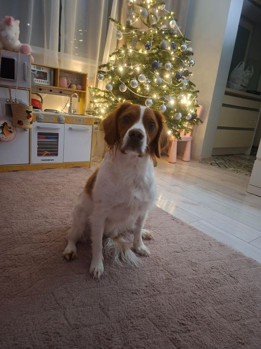 Pies do adopcji PILNIE