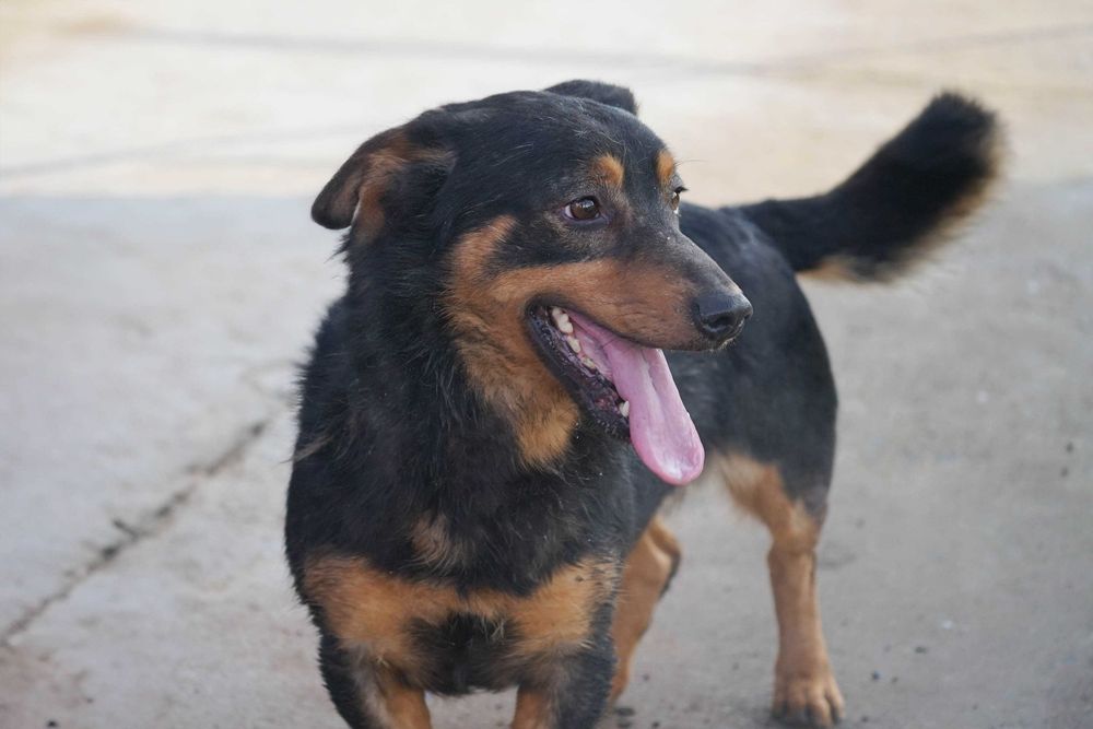 GRENIO - niewielki , wystraszony psiak