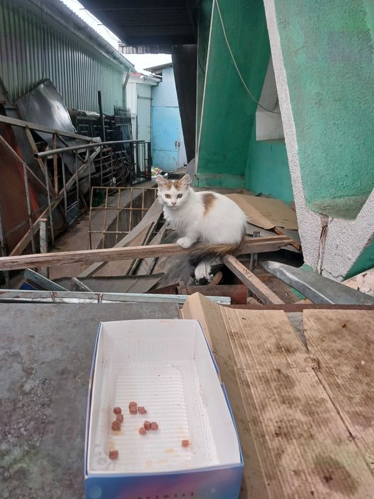 Безкоштовно в добрі руки кошенятко