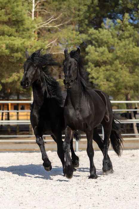 Klacze Fryzyjskie 2-letnie