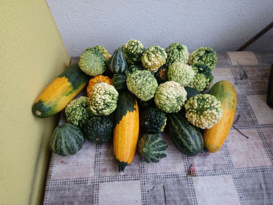 Dynie ozdobne lawenda suszona