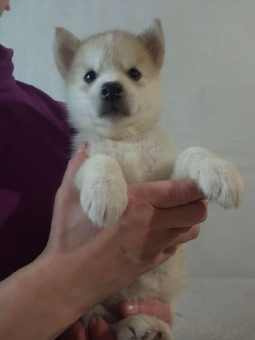 Щенки Сибирский Хаски