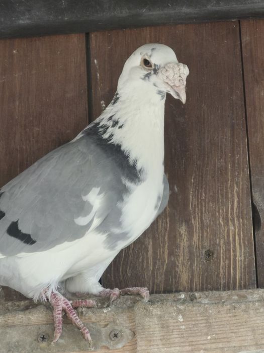 Gołebie Staropolskie