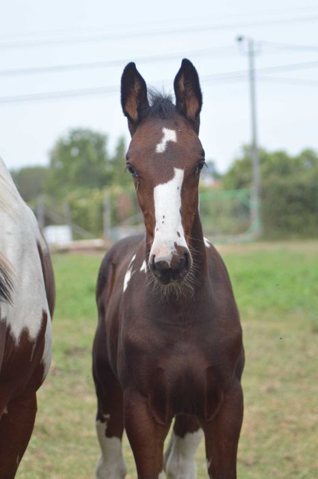 Cobrições de garanhão malhado de saltos de obstáculos com genética 5*