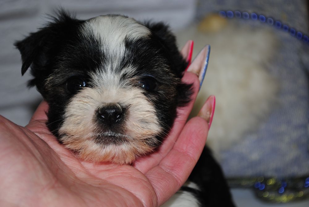 Чорно/біл міні хлопчик шукає люблячу родину