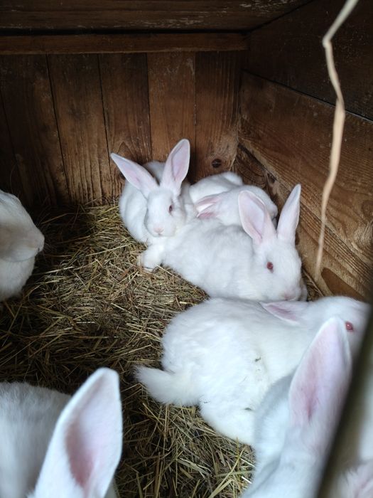 Кролики полтавського срібла і панон