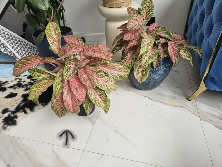 Aglaonema cocomelon kwiat
