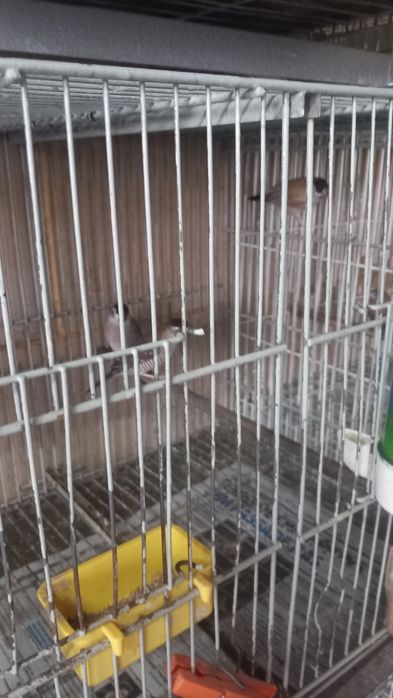 Canários exoticos dias