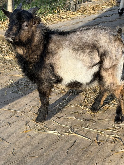 Capek Miniaturka Dyzio  na sprzedaż