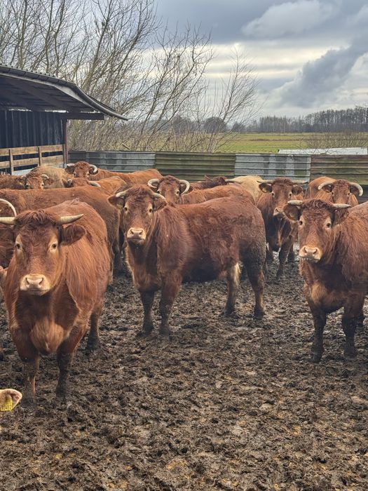 Sprzedam jałówki wysokocielne Limousine