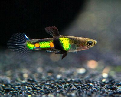 SUPER CEANA PROMOCJA Dzika odmiana gupika el Tiger endler endlera