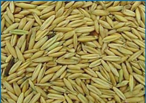 Овес урожаю 2025 року