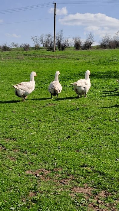 інкубаційне яйце гусей породи "мамут"