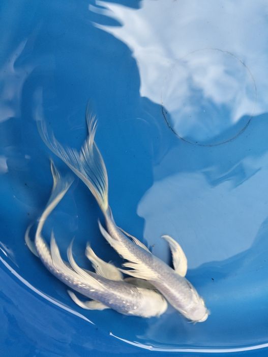 Carpa koi véu platium 15cm