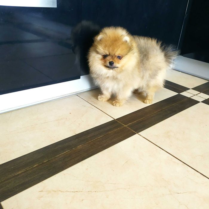 Три хлопчики помчики