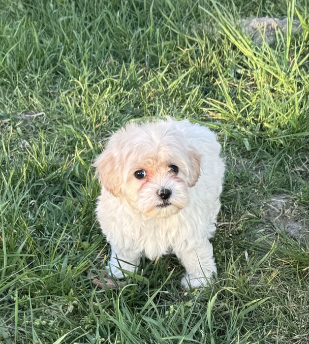 Maltipoo maltańczyk pudel toy szczeniak z rodowodem