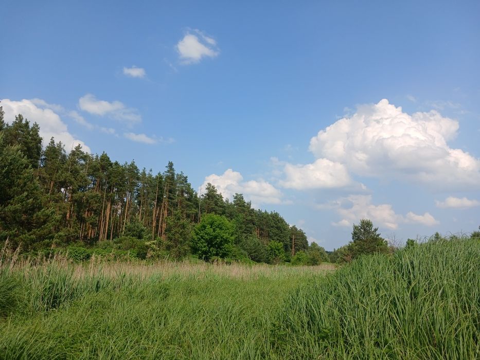 125 соток з соснами, власна водойма, прямий вихід до лісу Мотижин