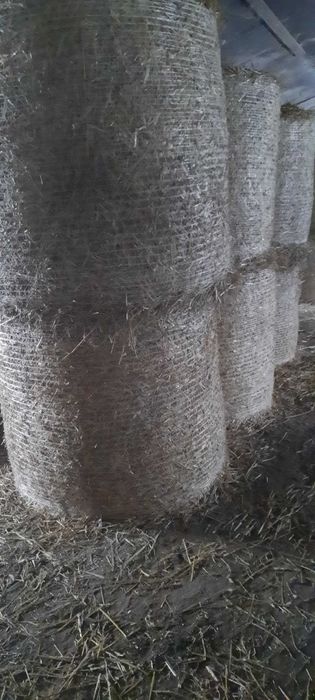 słoma pszenna w siatce ze stodoły