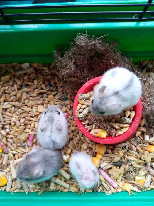 Хомячки Кременчуг