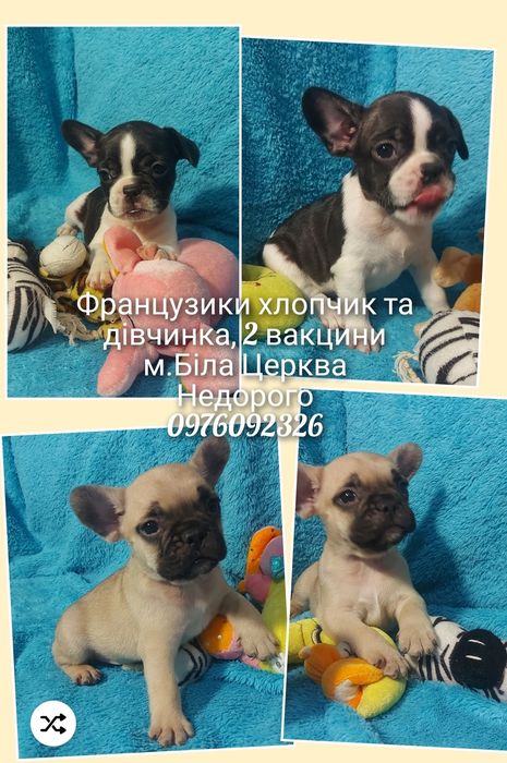 Французькі щенята