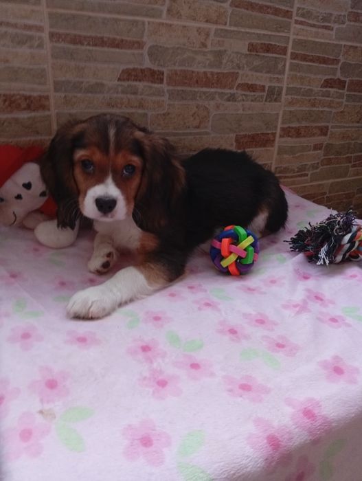 Щенки Бигли продажа