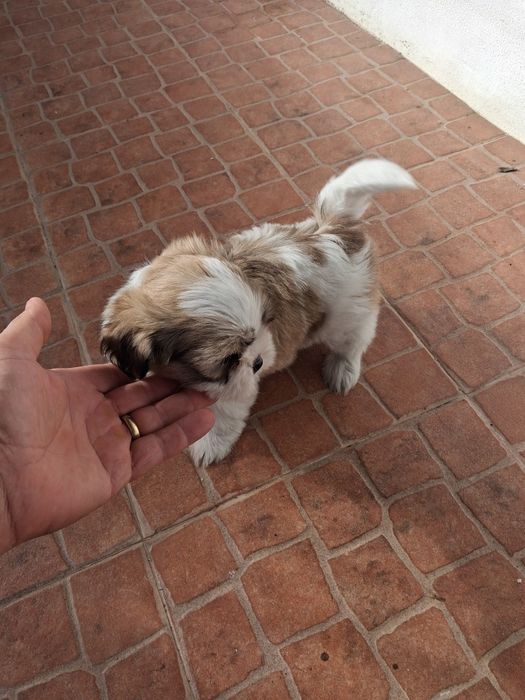 Shih tzu ( fêmea)