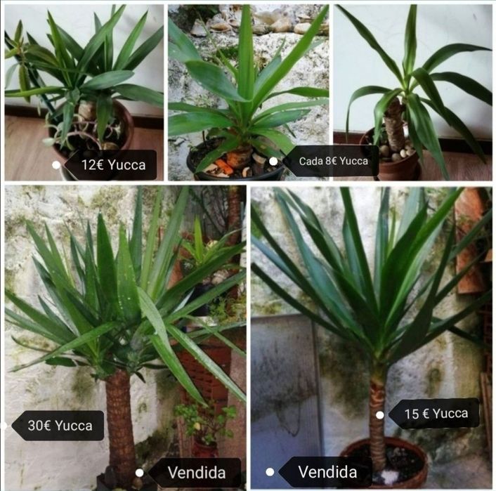 Palmeiras Yucca com tronco grosso /fino.