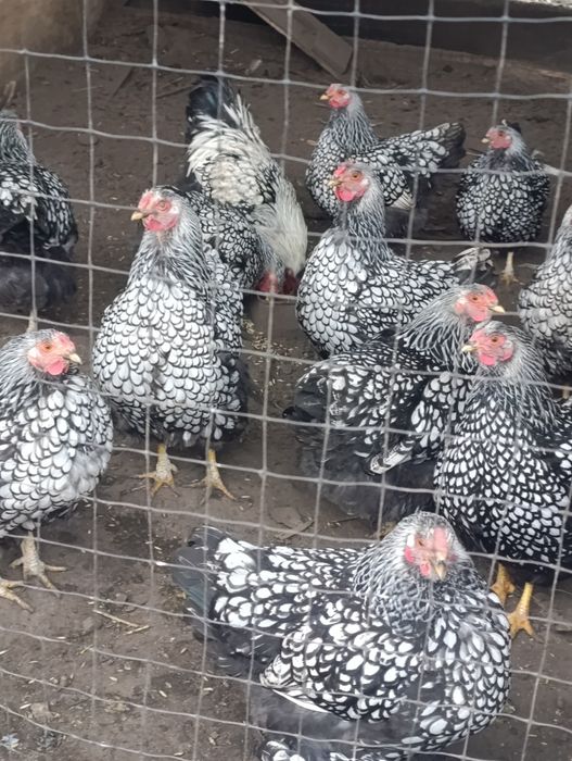 Продам сім'ю Віандота