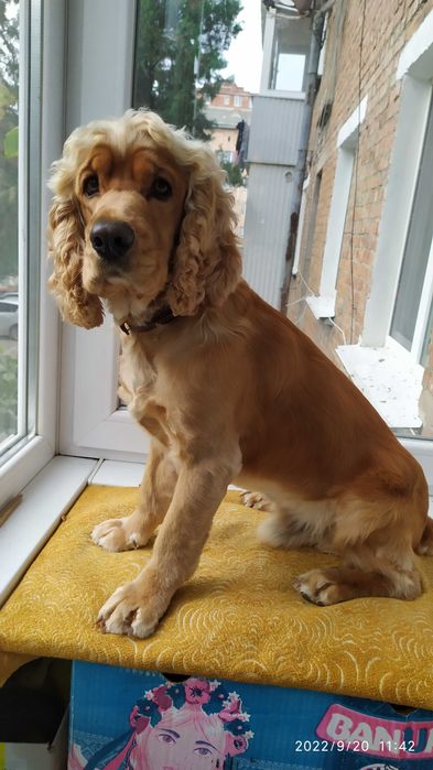 Кокер спаніель в'язка