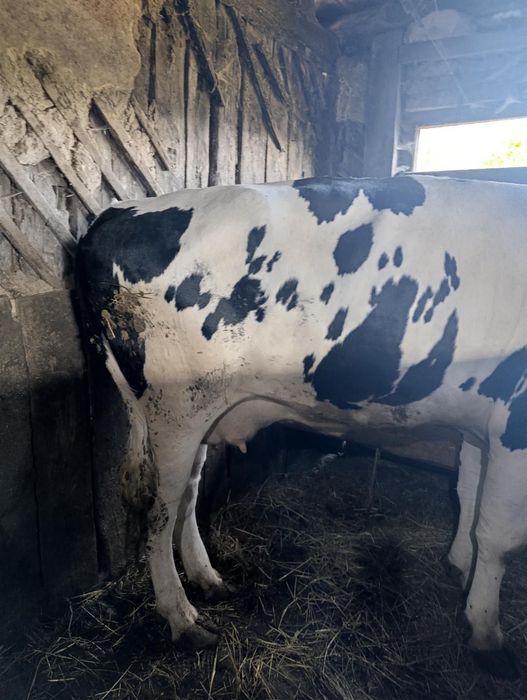Продам корову на вибір