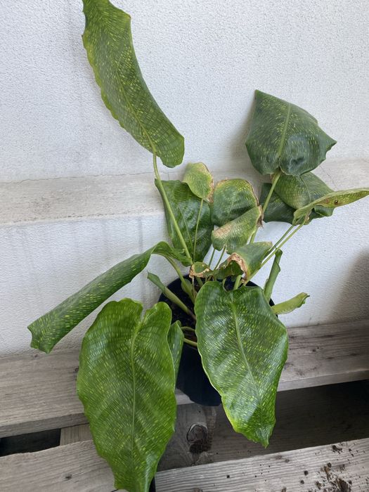 Calathea network