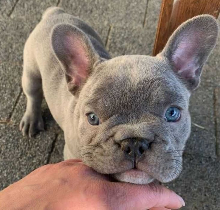 Кохання навіки булька