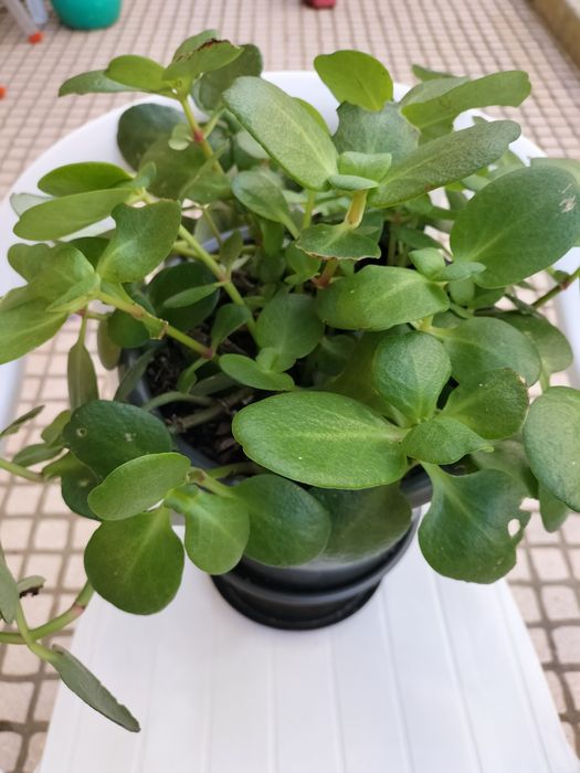 Linda planta tom verde