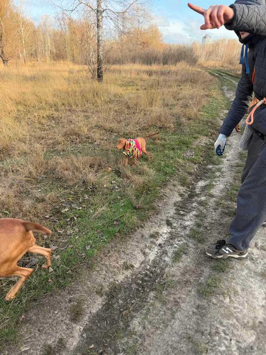 Щeнoк венгepской выжлы