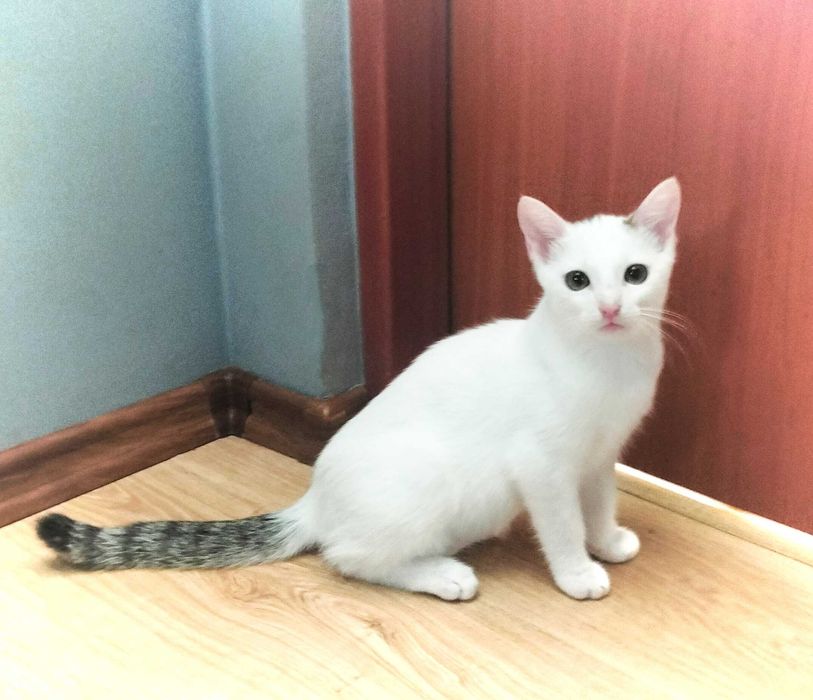 2 braciszki TIMON i PUMBA do adopcji