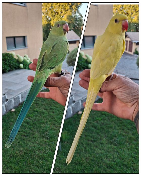 Vendo casal Ringneck  2024