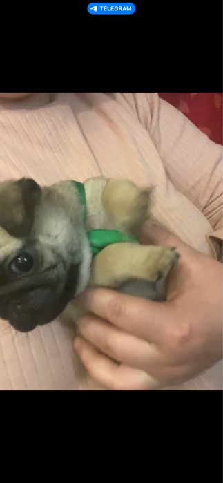 Мопс цуценята дівчатка і хлопчики КСУ док