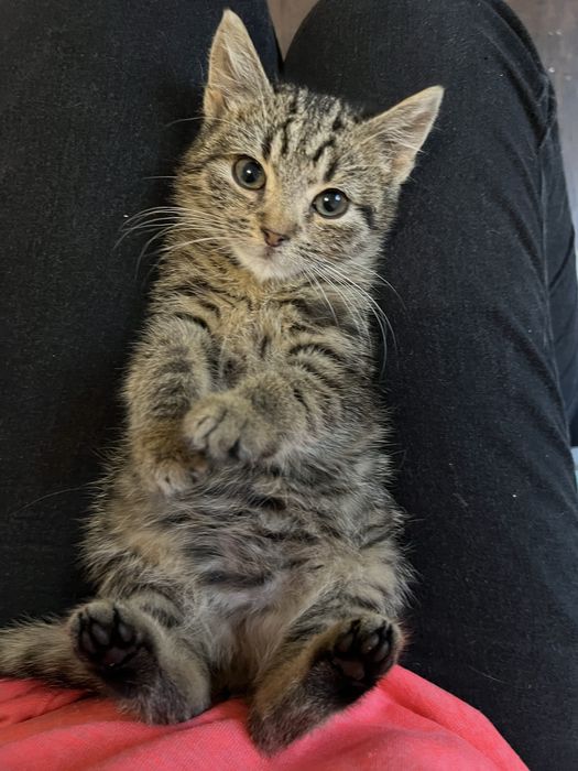 Małe kotki szukają domków