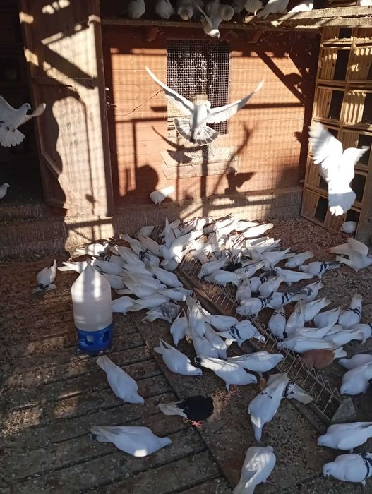 Gołębie do ganiania