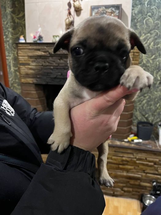 Французский бульдог